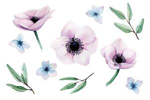 watercolor set, collection with pink anemones flowers, eucalyptus leaves and blue hydrangea flowers isolated on white background. pastel, dusty pink and blue colors, vintage clipart vector