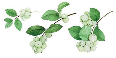 conjunto de dibujo de acuarela planta snowberry. ramas hojas y bayas bayas de nieve aisladas sobre fondo blanco. planta de navidad vector