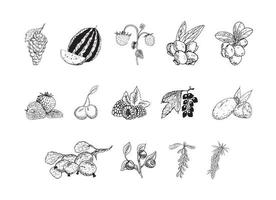 Illustrations of Berries in Art Ink Style vector