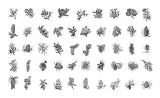 Coniferous Plants in Art Ink Style vector