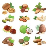 conjunto de nueces realistas vector