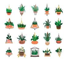 Set of Plants in Hanging Pots