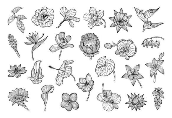 Exotic Flowers in a Linear Style