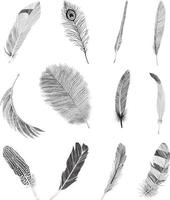 Feathers of Collection vector