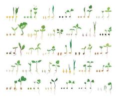 Set of Seed Germination Chains vector