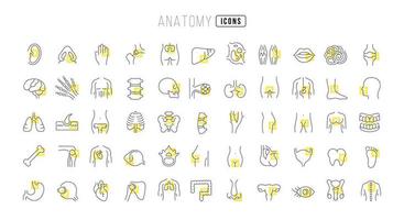 conjunto de iconos lineales de anatomía vector