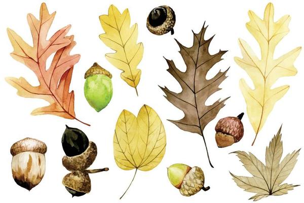 watercolor drawing. set with acorns and dry autumn oak, maple leaves. autumn set with yellow, red leaves, colored acorns isolated on white background.