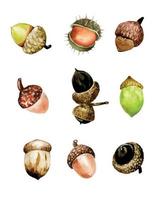 watercolor drawing. set with acorns. autumn set with different acorns isolated on white background. greeting card, poster. vector