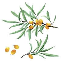 watercolor drawing, set of branches of leaves and berries of sea buckthorn. isolated on white background ripe sea buckthorn berries of orange color and green leaves. symbol of autumn, harvest vector