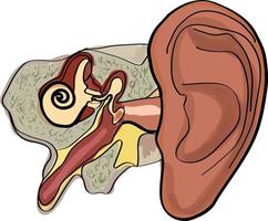 Ilustración de vector dibujado a mano de anatomía del oído