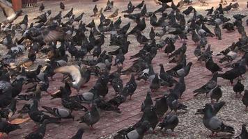 Herde von Tauben, die im Park fliegen und spazieren gehen video