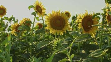 girasoli che ondeggiano al vento lento nel campo video