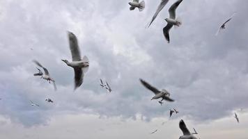 uccelli affamati che volano nel cielo grigio invernale. video