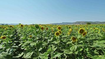 girasoli che ondeggiano al vento lento nel campo video