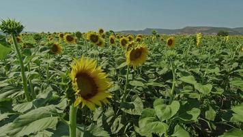 girasoli che ondeggiano al vento lento nel campo video