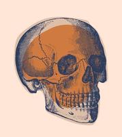 Human skull vector, engraving. vector