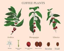 Stages of coffee from flower to bean. Vintage engraving, vector coloured set of varieties of coffee plants.