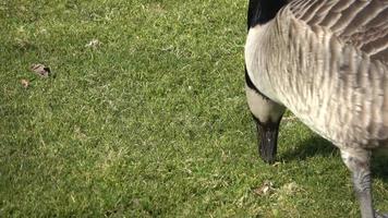 Grey geese close up looking for food on green lawn. video