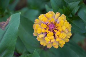 flores amarillas de zinnia que florecen con hermosos pétalos y un suave desenfoque en un parque público tailandés 3 foto