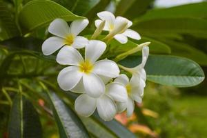 White frangipani flowers are blooming in the beautiful natural garden. photo