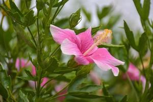 Pink hibiscus flowers are blooming and their petals photo