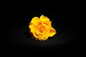 Yellow Rose on black photo