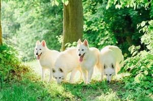 White Swiss Shepherd photo