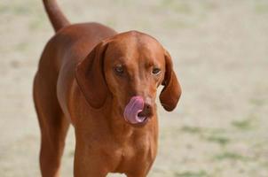 Beautiful Redbone Coonhound Licking his Nose photo