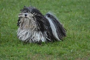 muy lindo perro puli blanco y negro foto