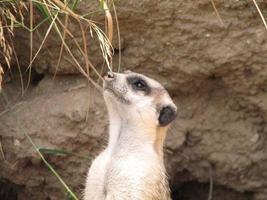 Amazing Face of a Meerkat photo