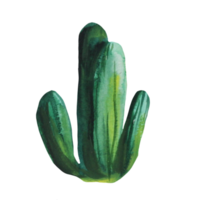 ilustración acuarela de cactus png