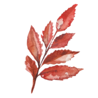 les feuilles d'un arbre mort aquarelle png