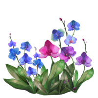 blue orchid flowers png