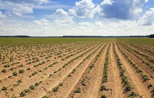 agricultural field and sky photo