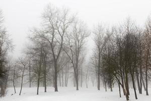 trees in winter photo
