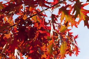 The reddened oak foliage photo
