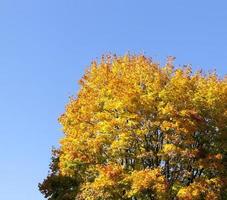 trees in the autumn season photo