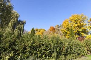 trees in the autumn season photo