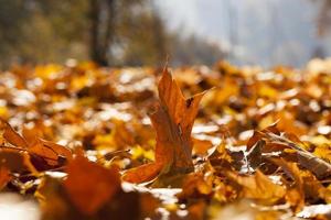 temporada de otoño, primer plano foto