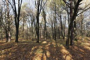 Hilly terrain with deciduous maple trees photo