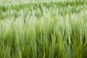 agricultural field close up photo