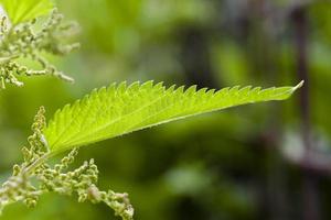 planta de ortiga de cerca foto