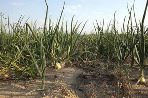 field with green onions photo