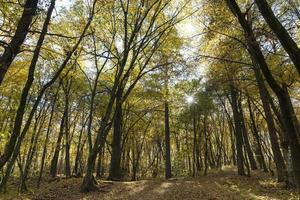 parque de otoño, árboles foto