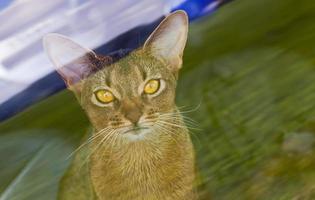 Abyssinian cat close up photo