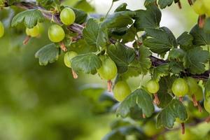 green gooseberry close up photo