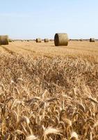 agricultural field close up photo