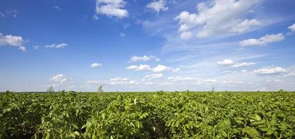 potato field close up photo