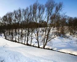 winter and trees photo