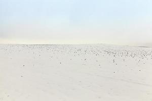 agriculture field in winter photo